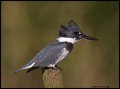 _2SB7074 belted kingfisher